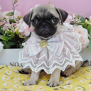 Pug