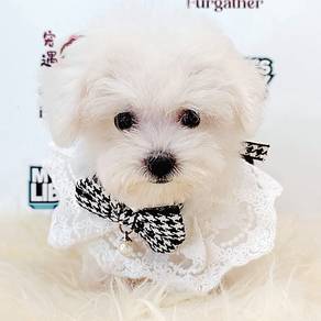 Bichon Frise