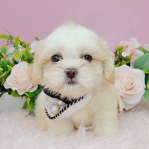 Shih Tzu