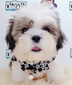 Shih Tzu
