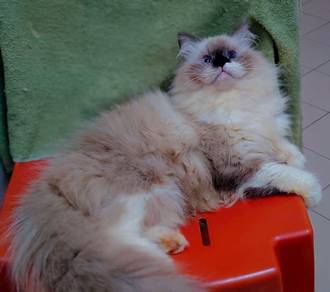 Ragdoll Cat Mating