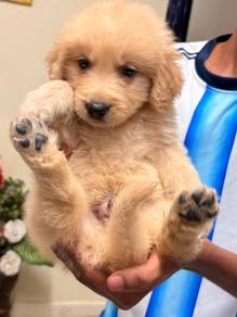golden retriever