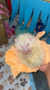 hedgehog albino