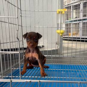 Miniature Pinscher puppy