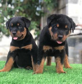 rottweiler puppies d