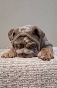 ENGLISH BULLDOG PUPPIES E359 🐻 BullDog Available