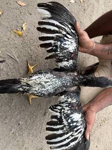 Ayam sabung 