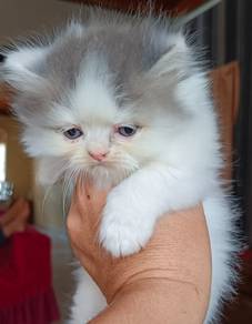 Anak Kucing Parsi / Persian Kitten