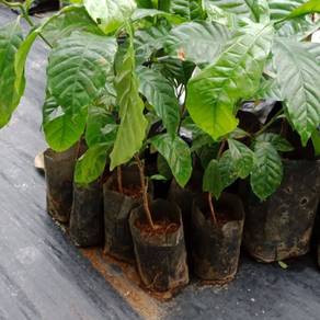 Benih Kopi arabica
