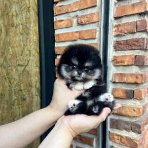 teacup pomeranian 3
