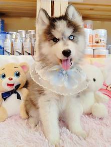 Husky
