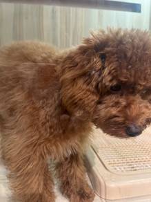 Toy poodle (Brown) for sale