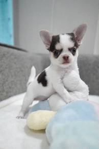 Apple head Chihuahua 
