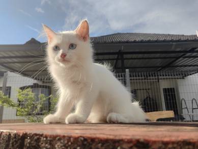 Anak kucing Putih Mata Biru💙4M♂Turkish Angora