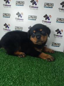 Rottweiler with mka cert female