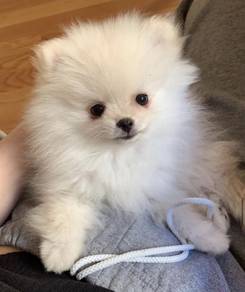 U1538 Squeaky Pomeranian small fluffy puppy Baby P