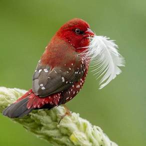 Burung finch strawberry