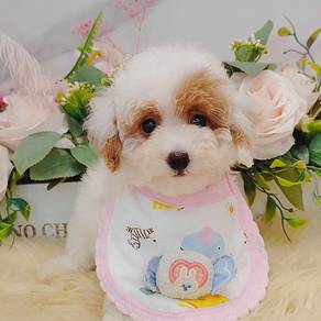 Maltipoo