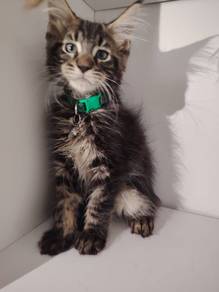 Purebreed Mainecoon