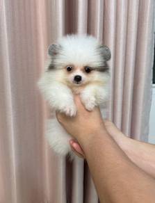 Pomeranian White Parti Female Puppy