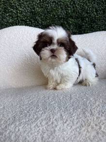 Round Shih Tzu Fluffy Baby Face Puppy Baby Puppy