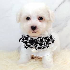 Maltese