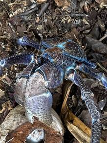 Giant blue coconut crab / ketam kelapa biru