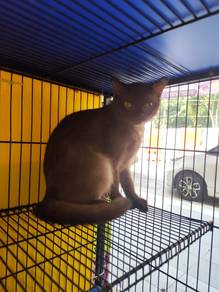British Shorthair Cinnamon (Pure Breed)