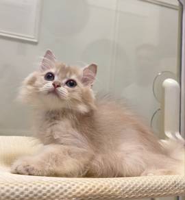 British Long Hair - Lilac Golden Female