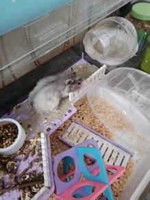 Hamster Syrian big bone 