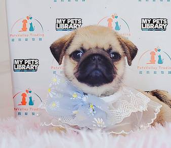 Pug
