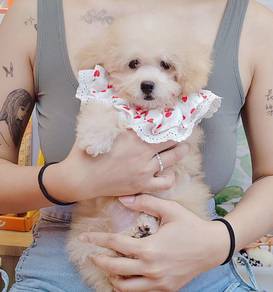 Maltipoo