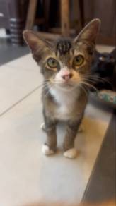 kucing untuk dibela (free)