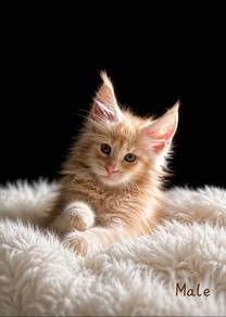 Cute Maine Coon