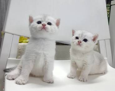 Baby BSH Silver 