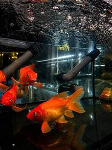 Short Body Orange Butterfly Koi (Large)