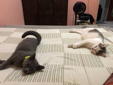 BSH female dan Putih jantan