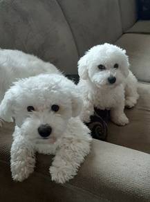 U8111 Patter-pawed Bichon cute white fluffy curly