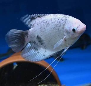 Marble Fader Giant Gourami Kaloi
