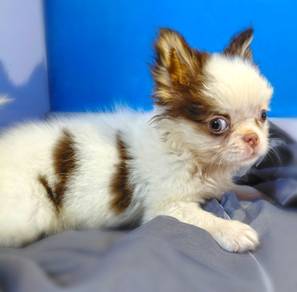 Chiwawa