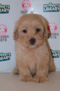 J0026 Silkese Adorable Teddy Bear Soft Coat Puppy