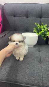 博美女
Pomeranian (TeaCup )
Female
F-403
Dob : 20-05-