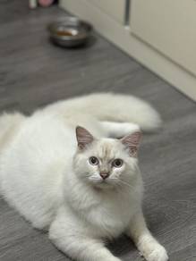 Ragdoll