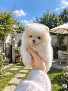 Pure Breed Mini Pomeranian