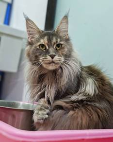 pure mainecoon female