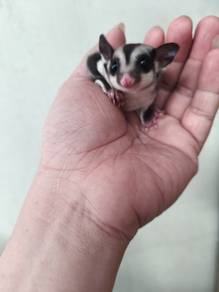 Sugar Glider 