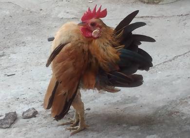 ayam seram
