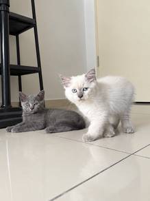 BSH mix Siamese