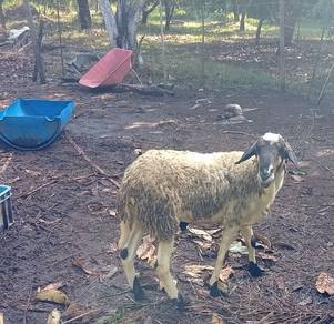 kambing biri-biri jantan 