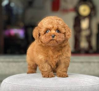 poodle 21